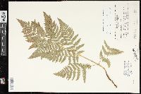 Pteridium aquilinum var. latiusculum image