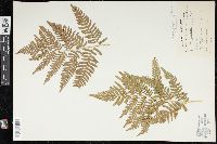 Pteridium aquilinum var. latiusculum image