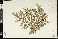 Pteridium aquilinum var. latiusculum image