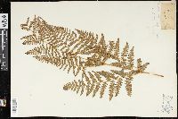 Pteridium aquilinum var. latiusculum image