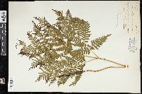 Pteridium aquilinum var. latiusculum image