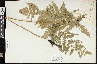 Pteridium aquilinum var. latiusculum image