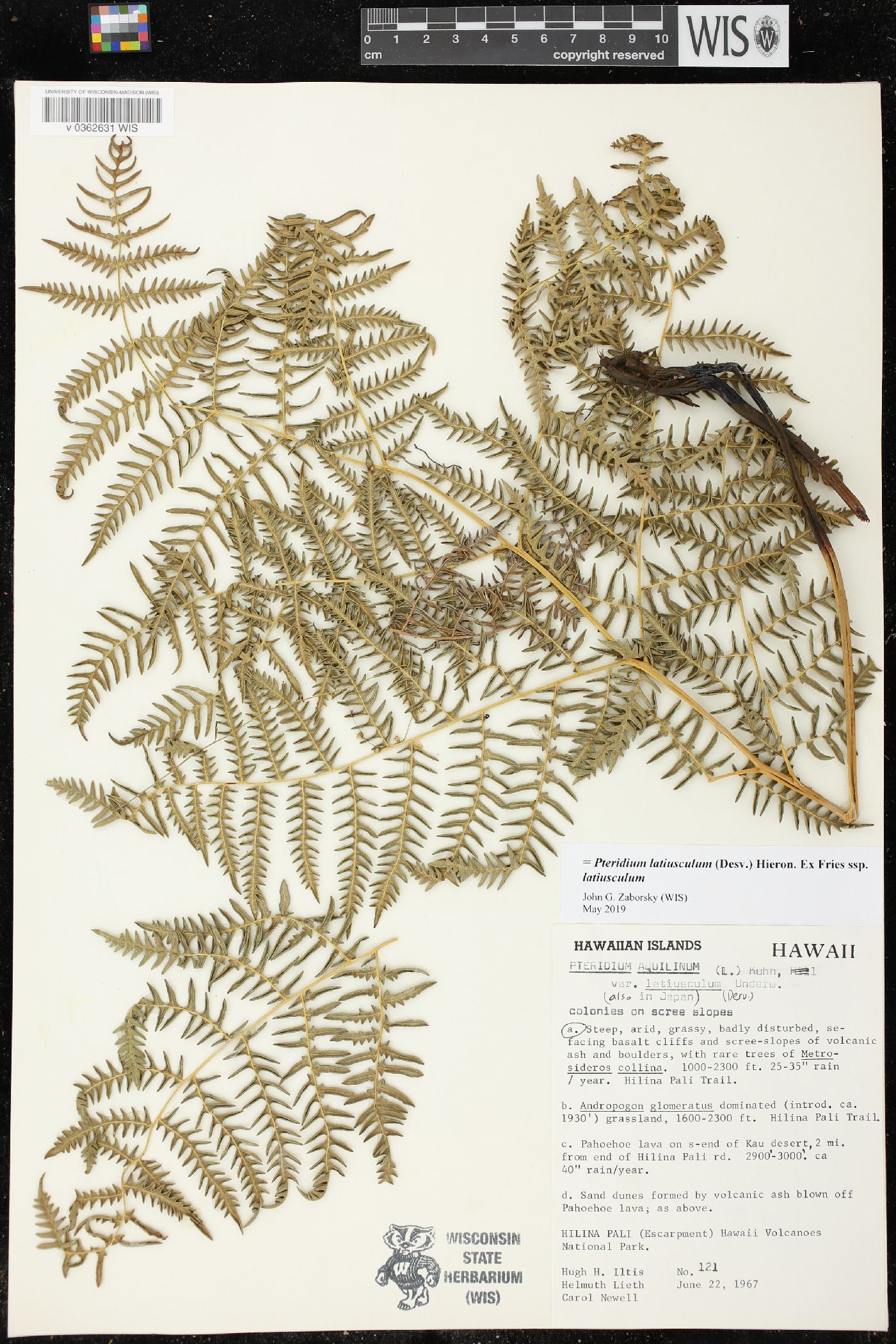 Pteridium aquilinum subsp. decompositum image