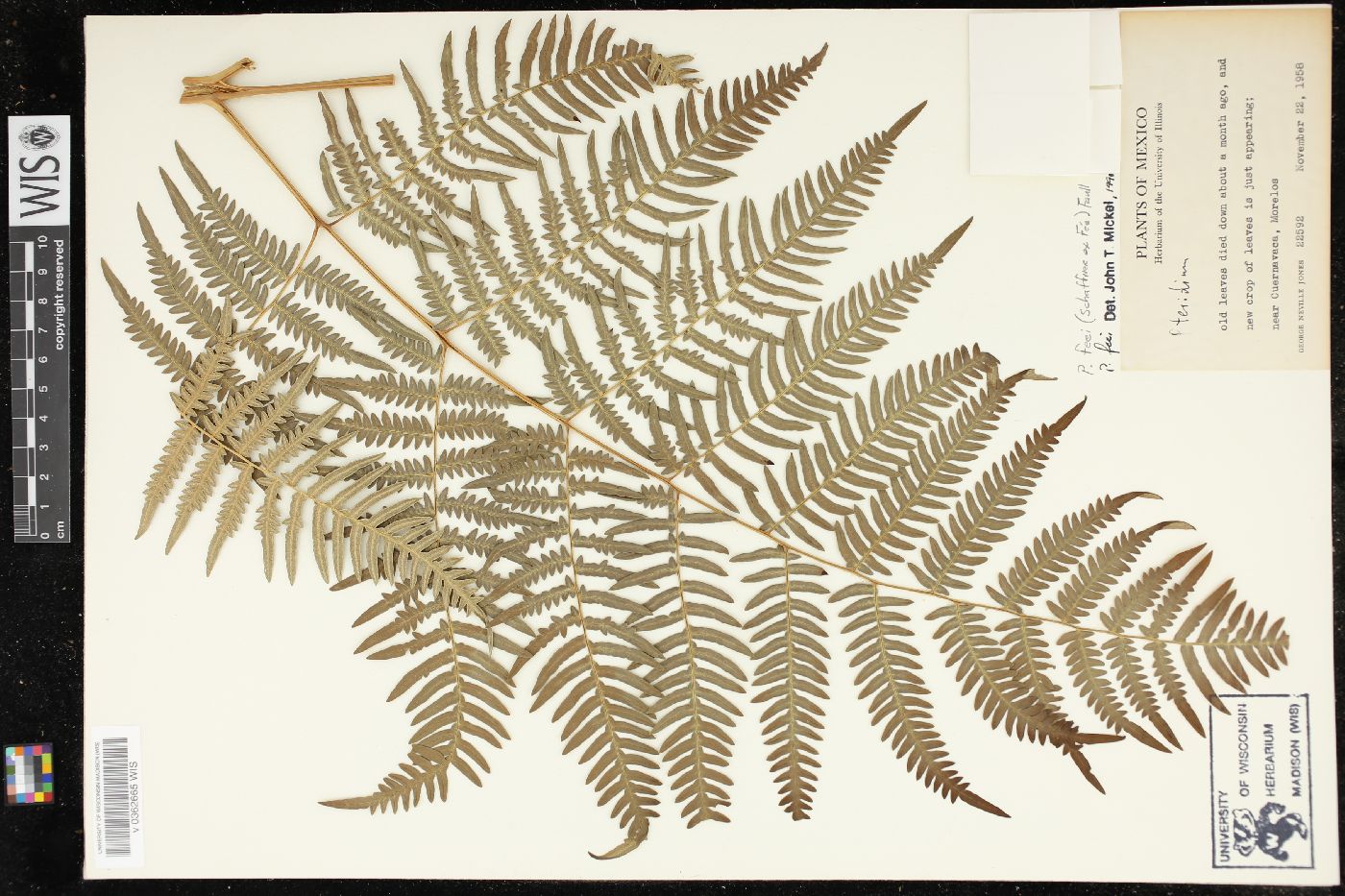 Pteridium aquilinum var. feei image