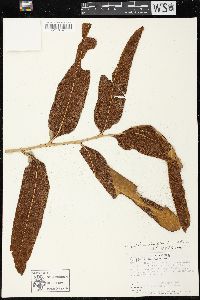 Acrostichum danaeifolium image