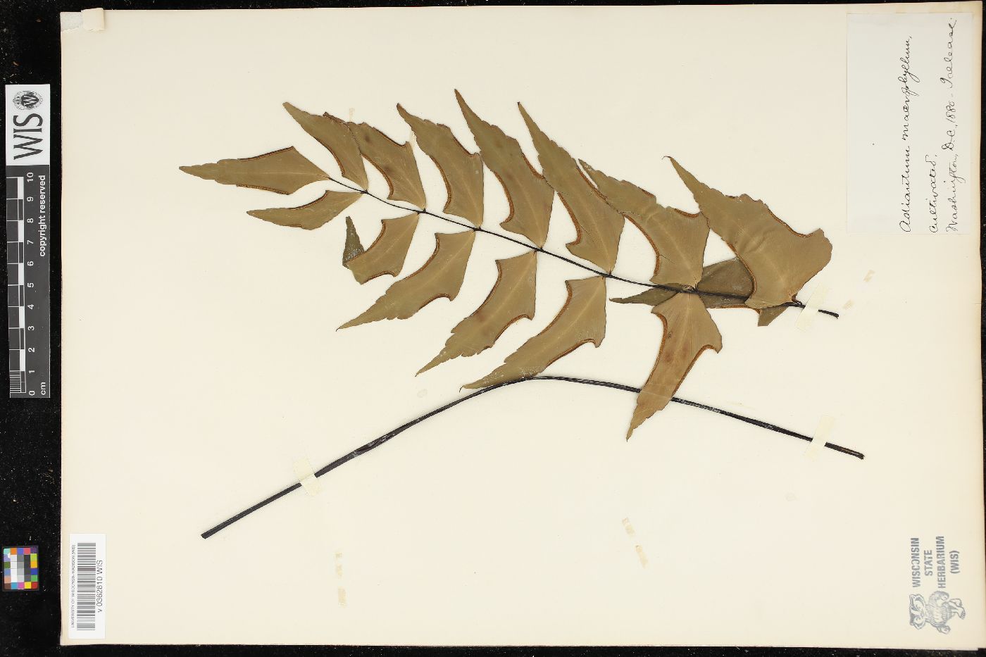 Adiantum macrophyllum image
