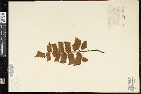 Adiantum trapeziforme image