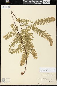 Adiantum aleuticum image