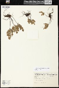 Adiantum aleuticum image