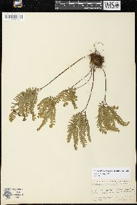 Adiantum aleuticum image