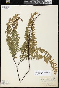 Adiantum aleuticum image