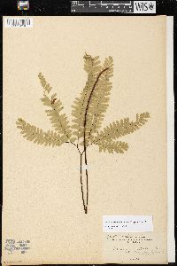 Adiantum aleuticum image