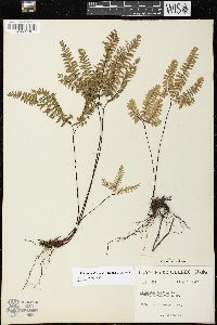 Adiantum aleuticum image