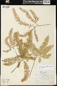 Adiantum aleuticum image