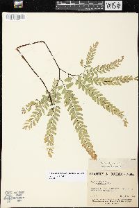 Adiantum aleuticum image