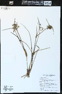 Tradescantia occidentalis image