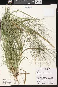 Panicum philadelphicum image