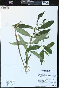 Lysimachia thyrsiflora image