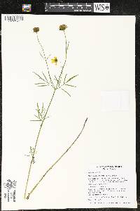 Bidens trichosperma image