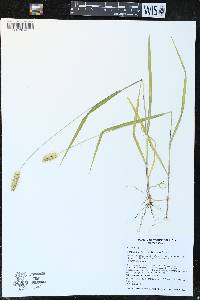 Setaria pumila image