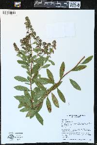 Spiraea alba image