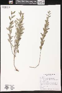 Crocanthemum bicknellii image