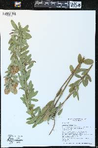 Lespedeza capitata image