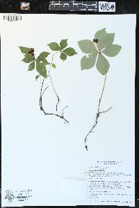 Cornus canadensis image