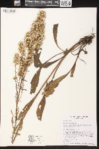 Solidago speciosa image