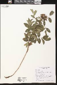 Rosa acicularis image