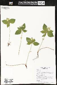 Cornus canadensis image