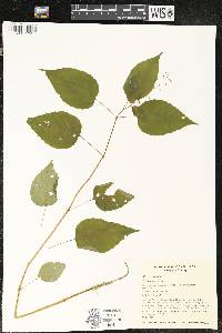 Circaea canadensis image