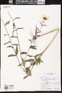 Helianthus strumosus image