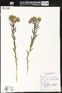 Lithospermum caroliniense image