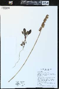 Goodyera pubescens image