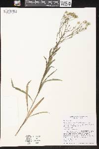 Solidago ptarmicoides image