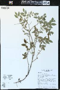 Vaccinium angustifolium image