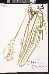 Glyceria canadensis image