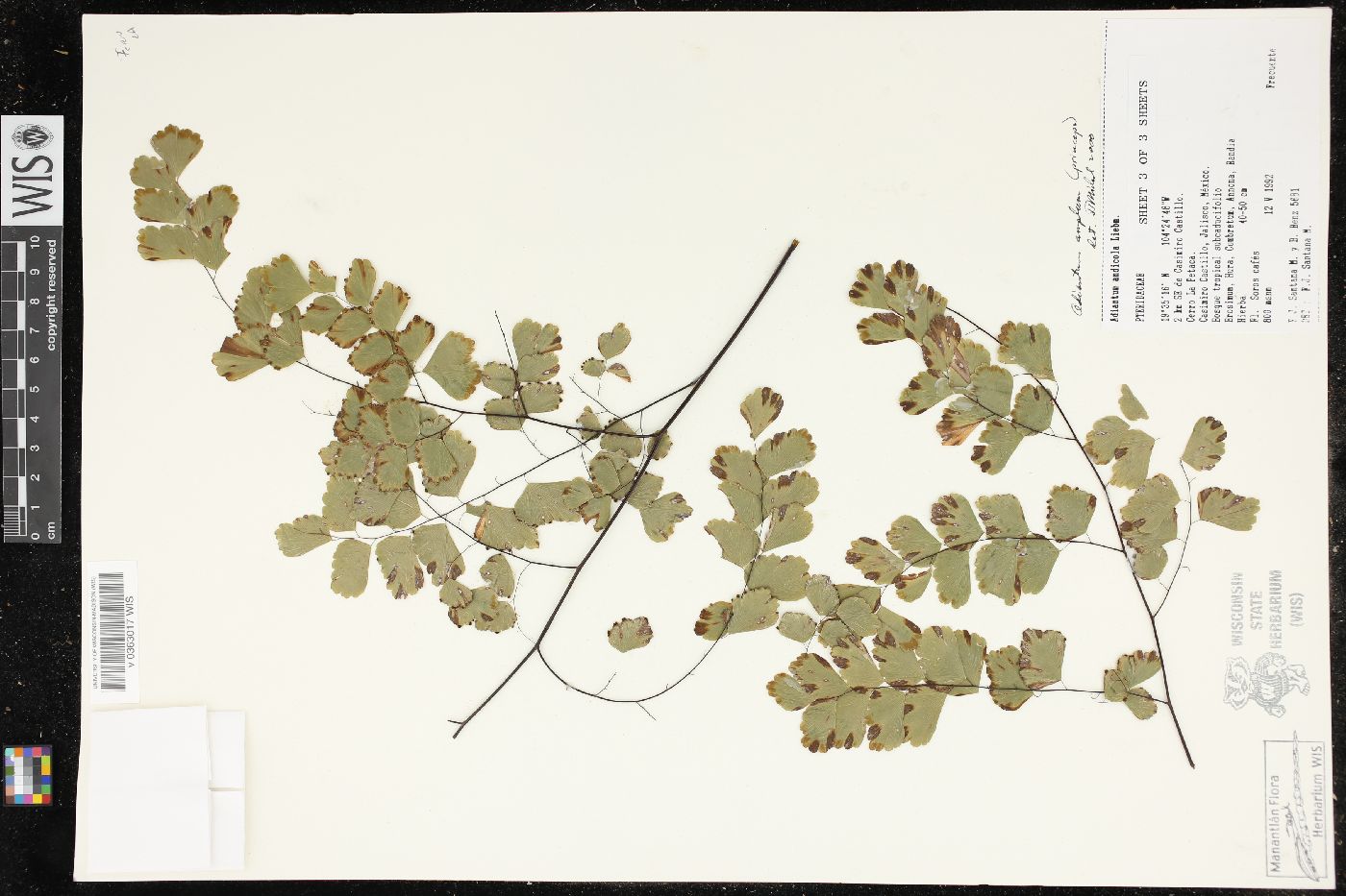 Adiantum amplum image