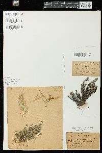 Selaginella pallescens image