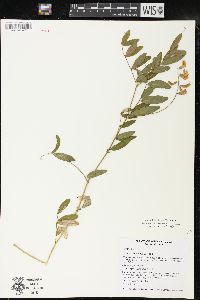 Lathyrus venosus image