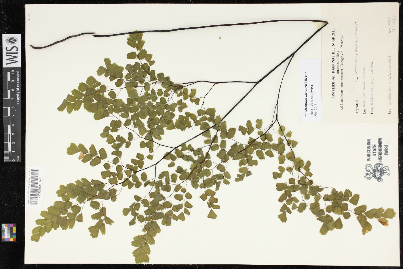 Adiantum lorentzii image