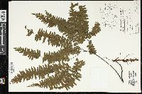 Adiantum curvatum image