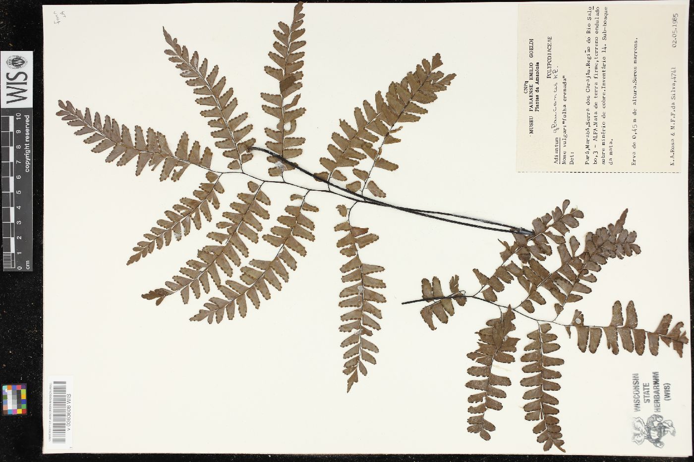 Adiantum glaucescens image