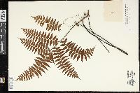 Adiantum intermedium image