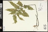 Adiantum latifolium image