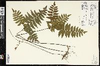 Adiantum latifolium image