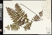 Adiantum latifolium image