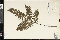 Adiantum latifolium image