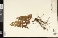 Adiantum latifolium image